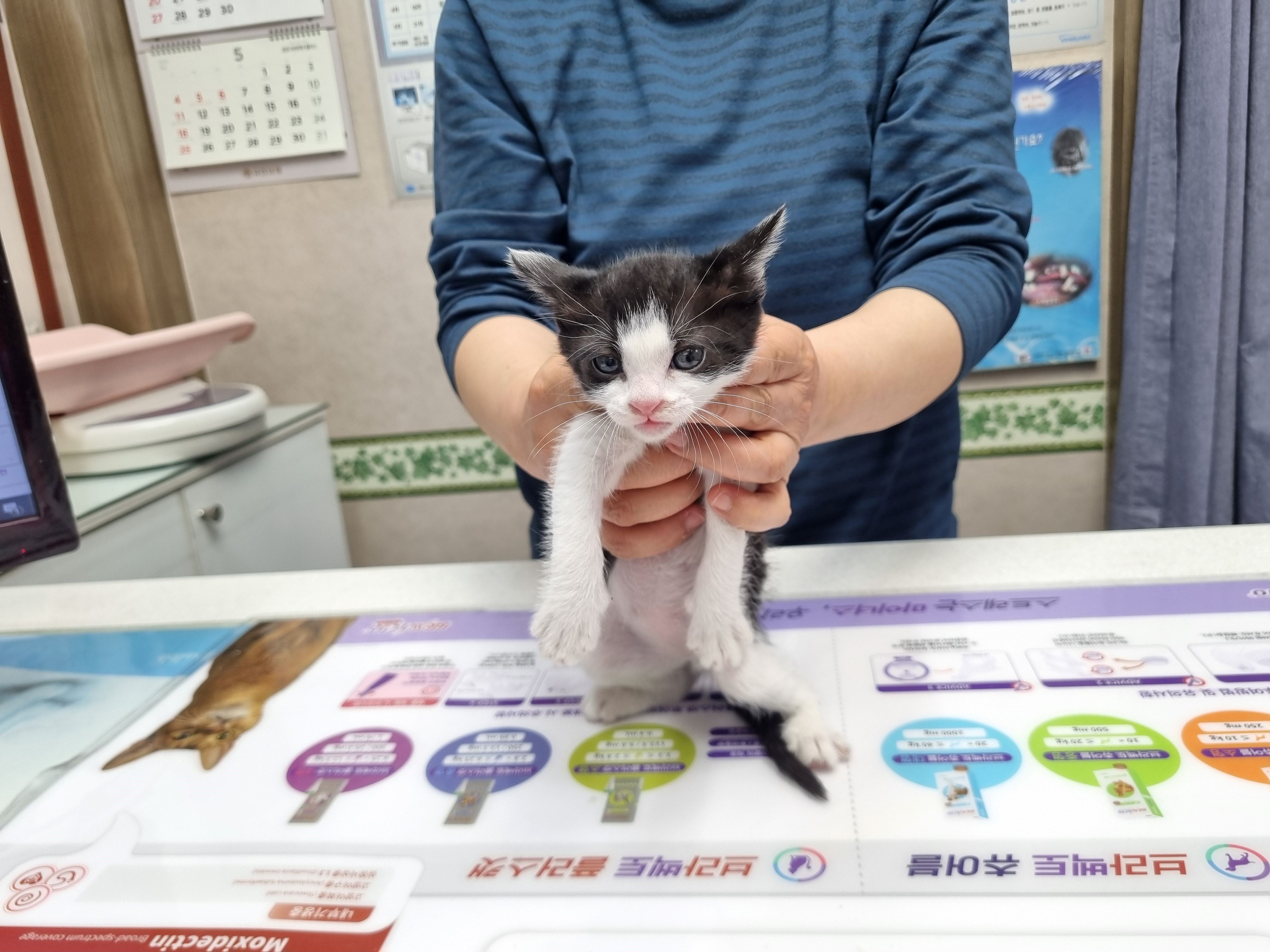 한국 고양이 이미지 파일 입니다.